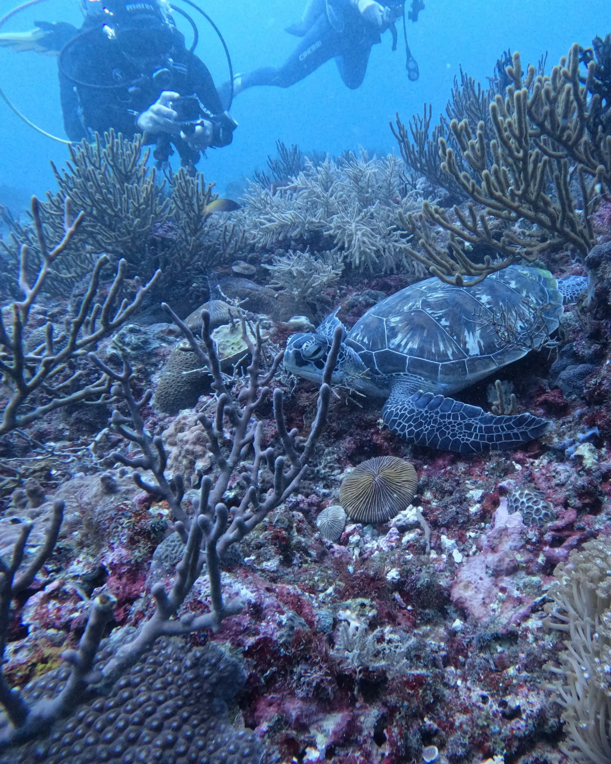 Eine grüne Meeresschildkröte ruht zwischen Korallen, während im Hintergrund zwei Taucher sie beobachten. Farbenfrohes Riff mit Weichkorallen, Schwämmen und verschiedenen Rifffischen.
